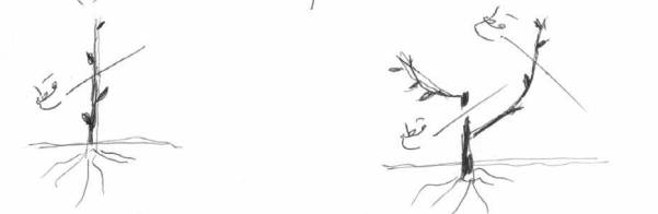 Description: Description: C:\Users\d\Desktop\Angoor site material\planting-directions_files\image002.gif