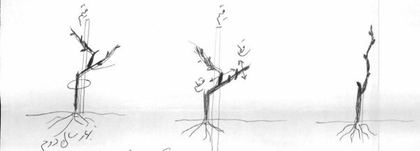 Description: Description: C:\Users\d\Desktop\Angoor site material\planting-directions_files\image003.gif